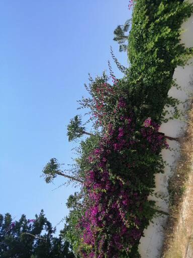 Çimtur tatil sitesi 3+1 villa Alanya Dış mekan fotoğraf